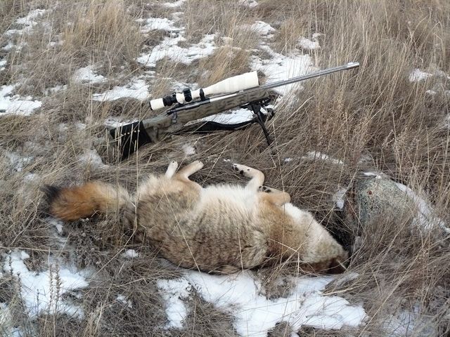 DeadCoyote17TAC--small.jpg