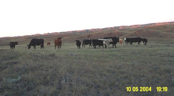 Cows_After_Shot--lighter.jpg