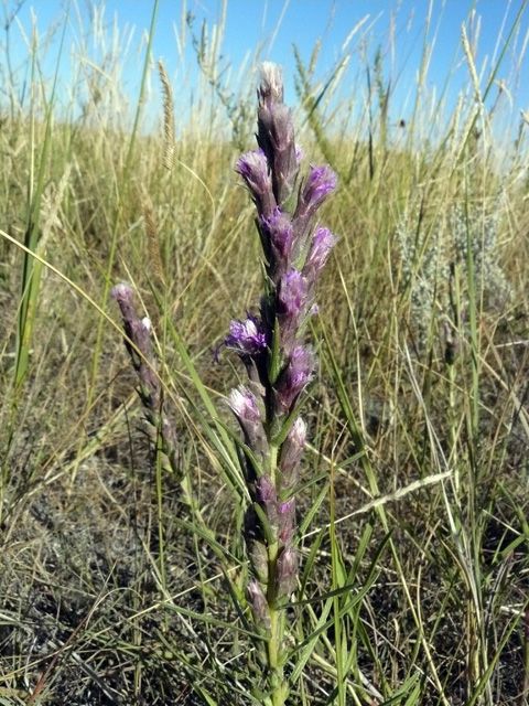 Purpleblossoms--small.jpg