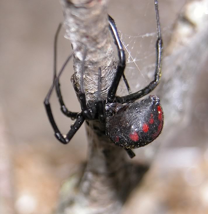 Latrodectus Theridiidae Picture Thread Page 5 Arachnoboards