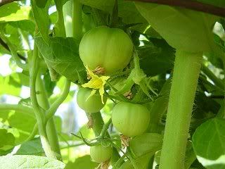 early girl tomatoes