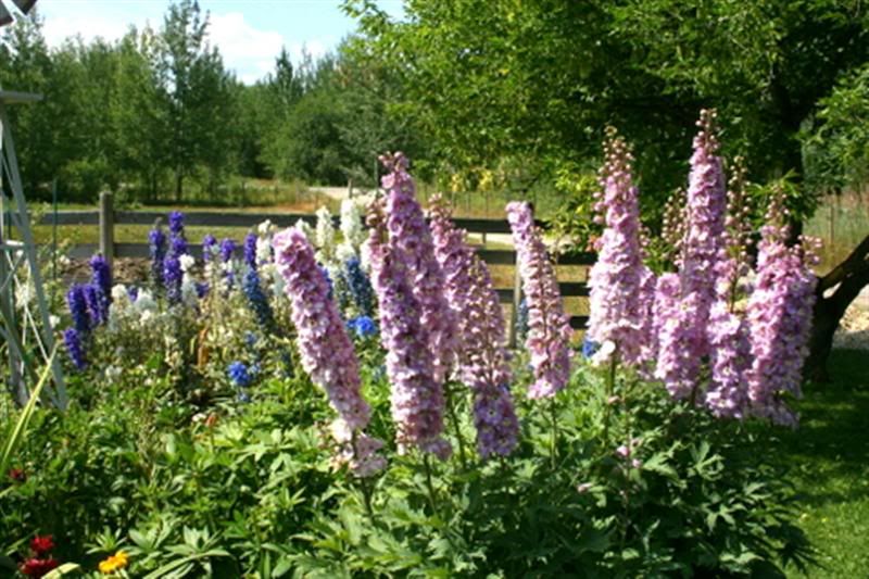 windmill flowerbed delphs