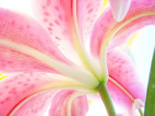 Image hosting by Photobucket