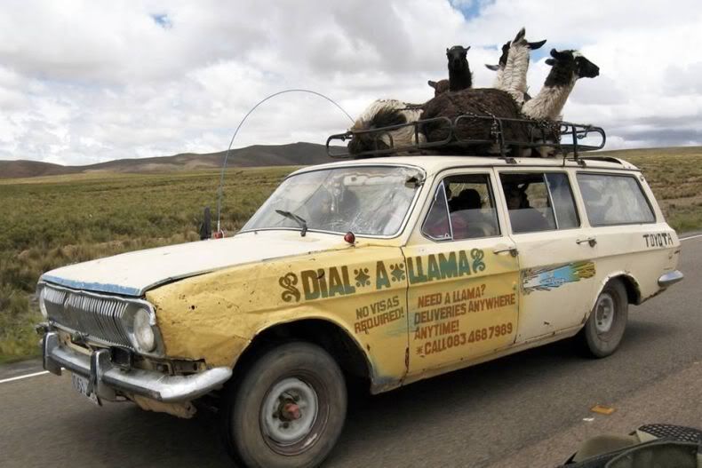 A car full of, and piled high with, llamas