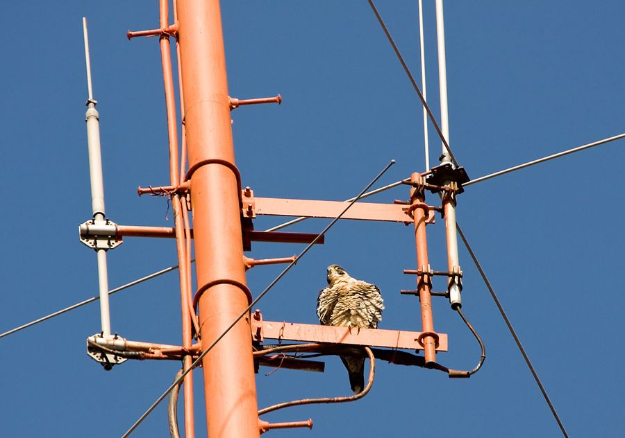 IMAGE: http://img.photobucket.com/albums/v621/2005GLI/Animal%20pics/IMG_1795.jpg