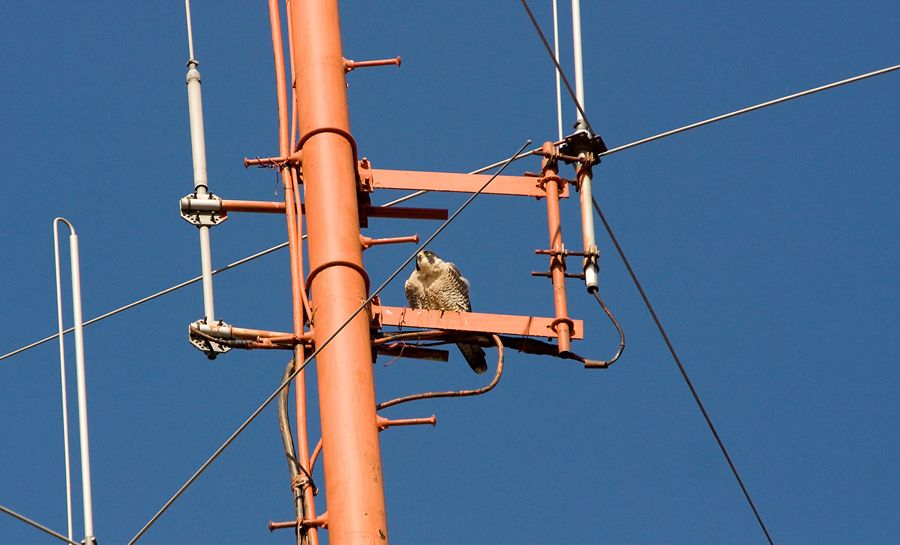 IMAGE: http://img.photobucket.com/albums/v621/2005GLI/Animal%20pics/IMG_1798.jpg