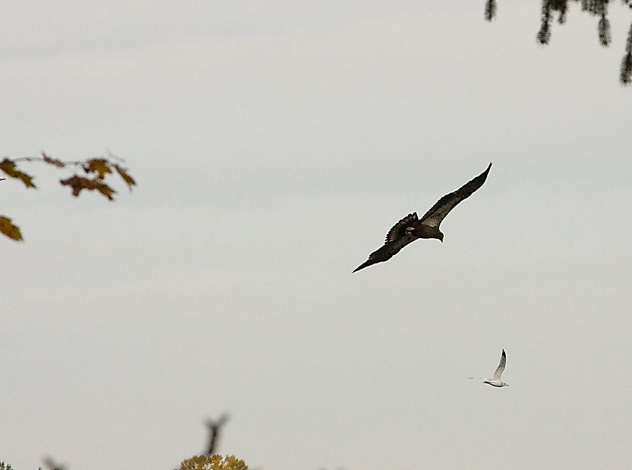 IMAGE: http://img.photobucket.com/albums/v621/2005GLI/Animal%20pics/IMG_1801.jpg