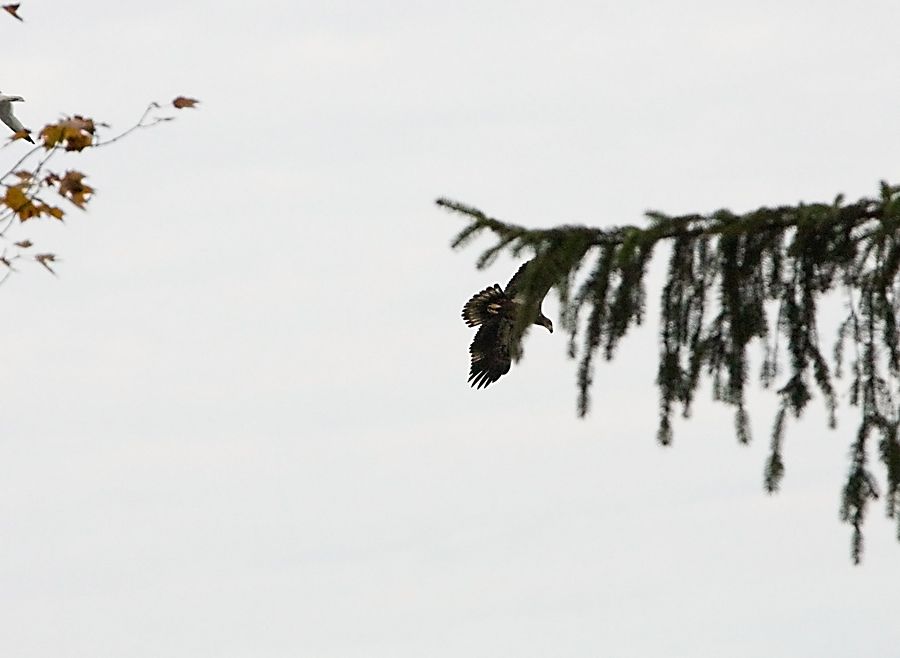 IMAGE: http://img.photobucket.com/albums/v621/2005GLI/Animal%20pics/IMG_1803.jpg