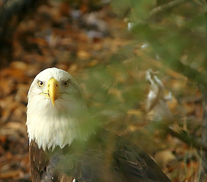 IMAGE: http://img.photobucket.com/albums/v621/2005GLI/Animal%20pics/baldeagle.jpg