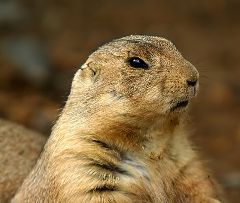 IMAGE: http://img.photobucket.com/albums/v621/2005GLI/Animal%20pics/groundhog.jpg
