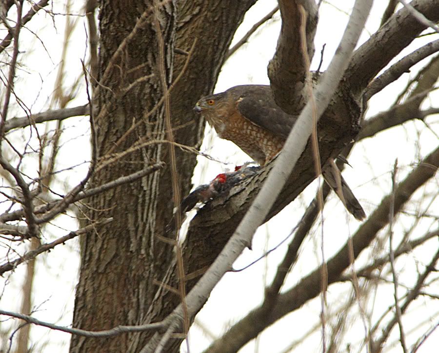 IMAGE: http://img.photobucket.com/albums/v621/2005GLI/Animal%20pics/hawkfeeding.jpg