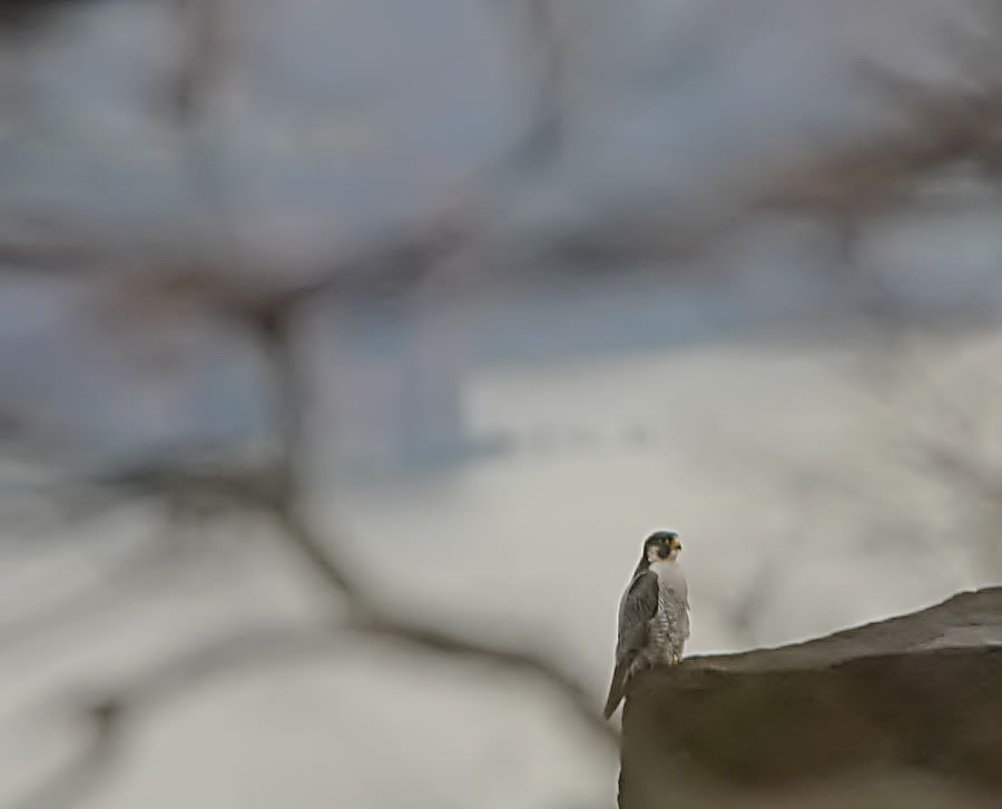 IMAGE: http://img.photobucket.com/albums/v621/2005GLI/Animal%20pics/hawkoncliff2.jpg