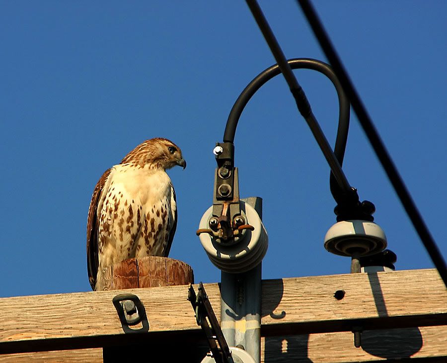 IMAGE: http://img.photobucket.com/albums/v621/2005GLI/Animal%20pics/hawkonpole.jpg