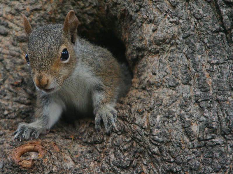 IMAGE: http://img.photobucket.com/albums/v621/2005GLI/Animal%20pics/squirelholdingtree.jpg