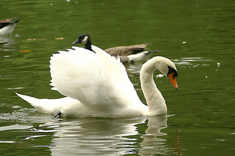 IMAGE: http://img.photobucket.com/albums/v621/2005GLI/Animal%20pics/swan1.jpg