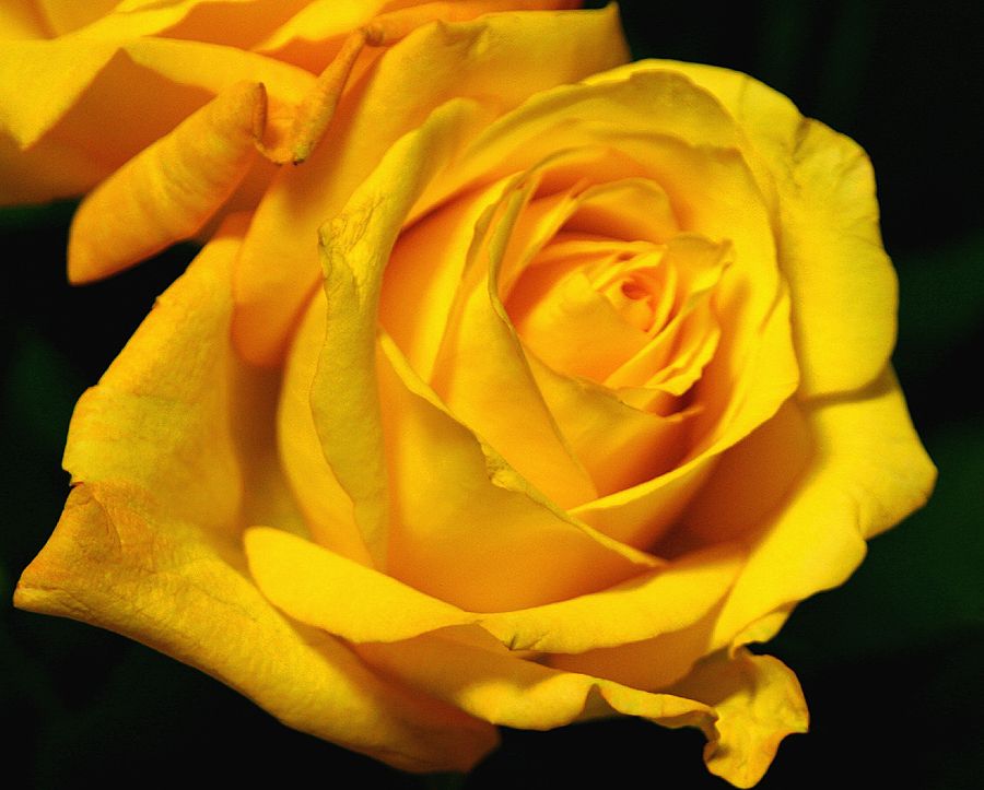 IMAGE: http://img.photobucket.com/albums/v621/2005GLI/Canon%20pics/flowermacro.jpg