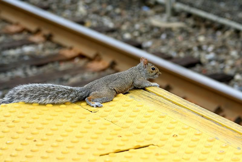 IMAGE: http://img.photobucket.com/albums/v621/2005GLI/Canon%20pics/squirillatrutherfordstation.jpg