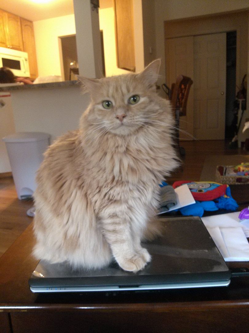 IMAGE: http://img.photobucket.com/albums/v621/2005GLI/Cat%20pics/1007121115.jpg