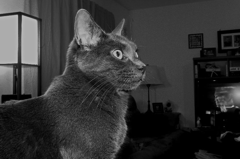 IMAGE: http://img.photobucket.com/albums/v621/2005GLI/Cat%20pics/IMG_0012-1.jpg