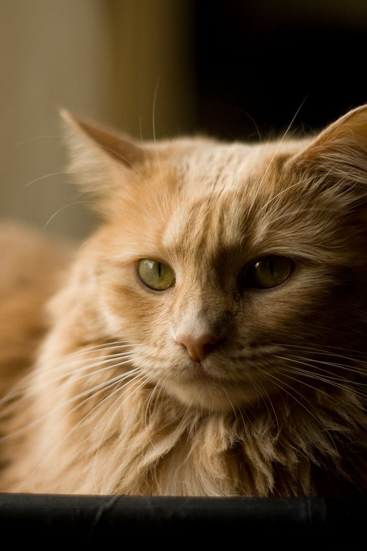 IMAGE: http://img.photobucket.com/albums/v621/2005GLI/Cat%20pics/IMG_2360.jpg