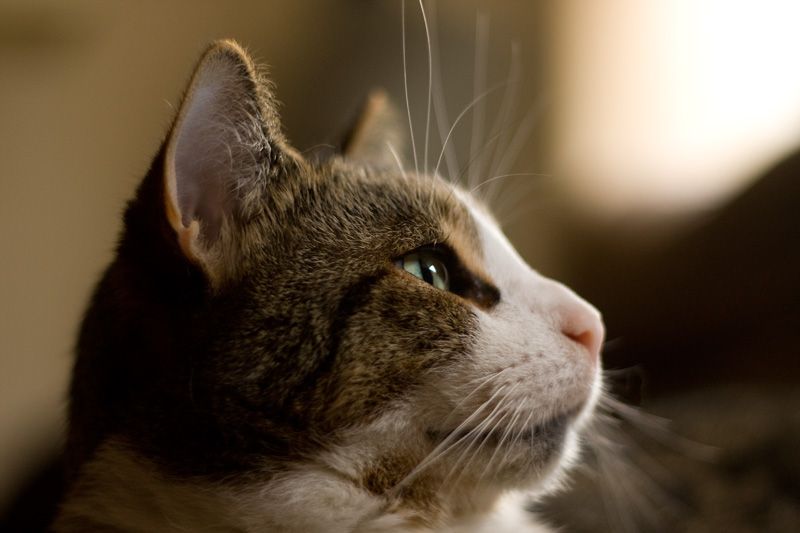 IMAGE: http://img.photobucket.com/albums/v621/2005GLI/Cat%20pics/IMG_2364.jpg