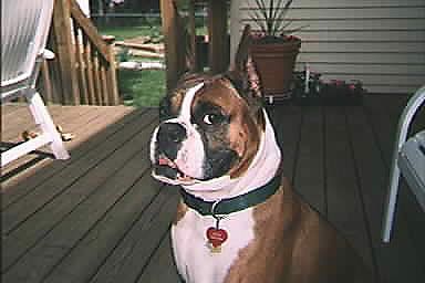 IMAGE: http://img.photobucket.com/albums/v621/2005GLI/Cat%20pics/MAX_SFW.jpg