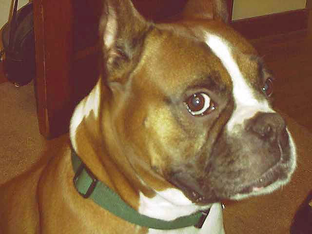 IMAGE: http://img.photobucket.com/albums/v621/2005GLI/Cat%20pics/Max020299.jpg