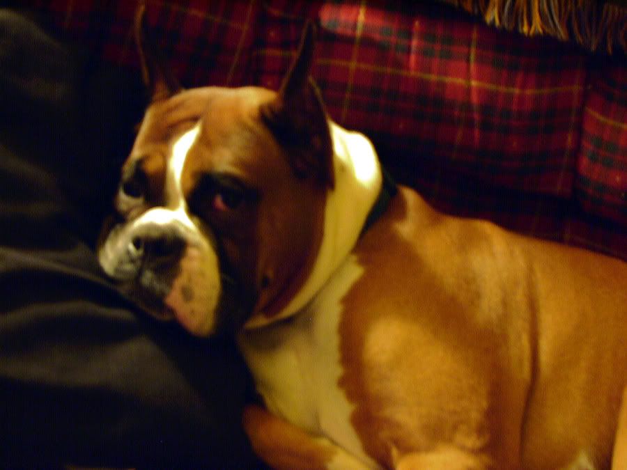 IMAGE: http://img.photobucket.com/albums/v621/2005GLI/Cat%20pics/Maxsleeping.jpg