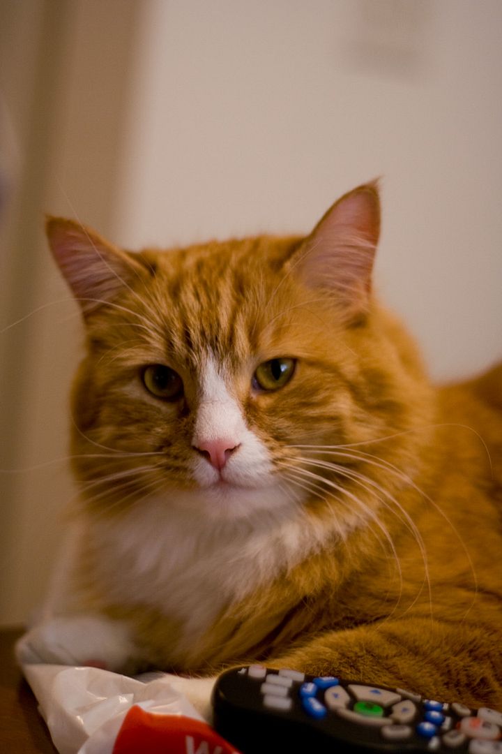 IMAGE: http://img.photobucket.com/albums/v621/2005GLI/Cat%20pics/Morrisapril10th20102.jpg