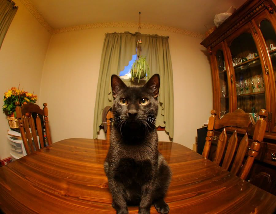 IMAGE: http://img.photobucket.com/albums/v621/2005GLI/Cat%20pics/fisheye.jpg