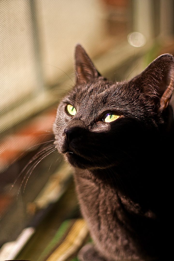 IMAGE: http://img.photobucket.com/albums/v621/2005GLI/Cat%20pics/monaapril10th2010.jpg