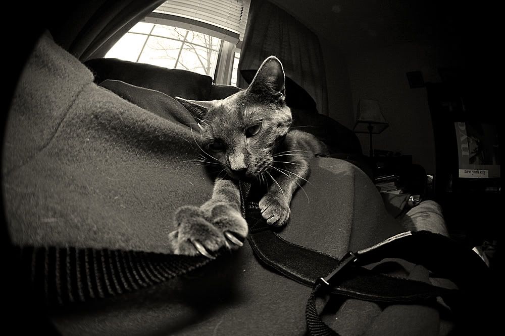 IMAGE: http://img.photobucket.com/albums/v621/2005GLI/Cat%20pics/monablackandwhite.jpg