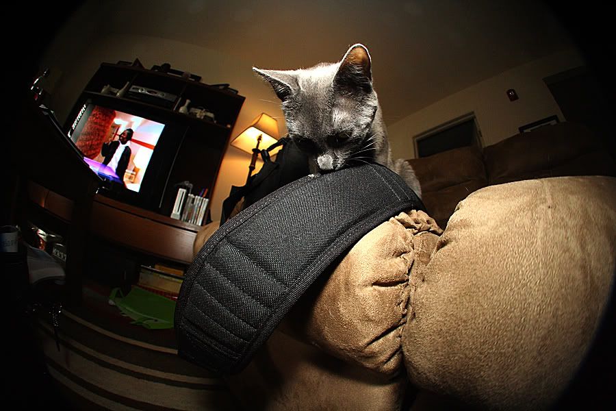 IMAGE: http://img.photobucket.com/albums/v621/2005GLI/Cat%20pics/monalisaeatingbag.jpg