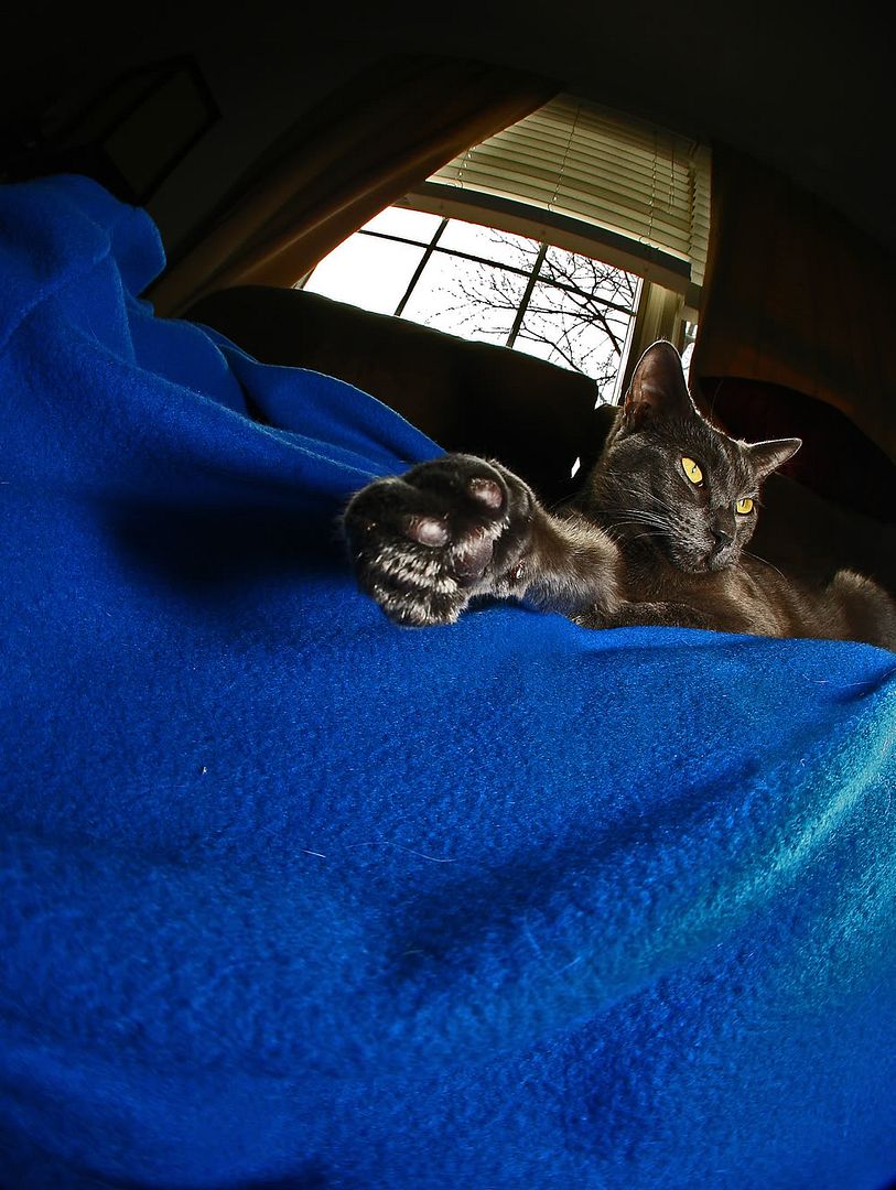 IMAGE: http://img.photobucket.com/albums/v621/2005GLI/Cat%20pics/monapawupclose.jpg