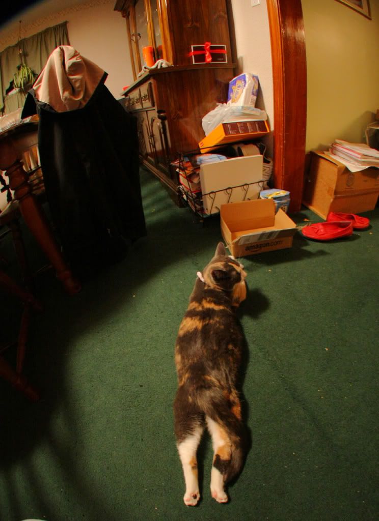 IMAGE: http://img.photobucket.com/albums/v621/2005GLI/Cat%20pics/spigaroadkill.jpg