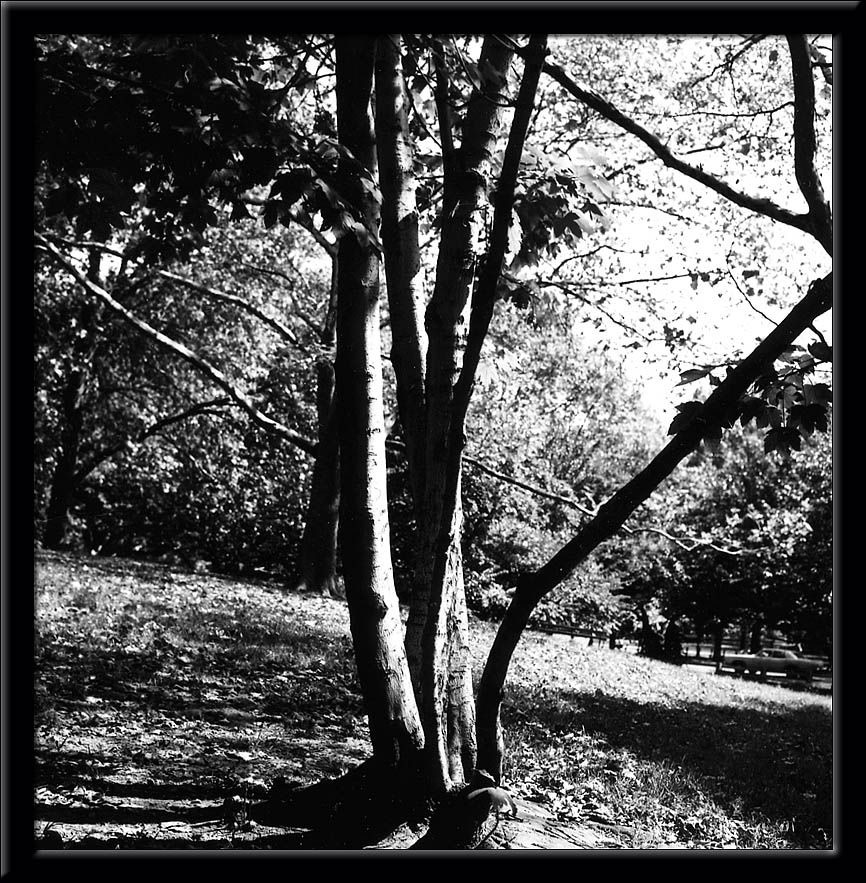 IMAGE: http://img.photobucket.com/albums/v621/2005GLI/Dads%20pics/BWTree.jpg