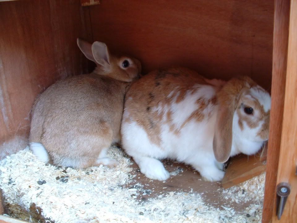 rabbits053.jpg