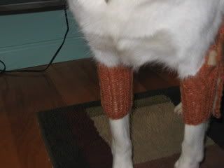 Lucy's knee pads