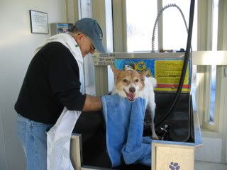 Lucy at the Dog Wash