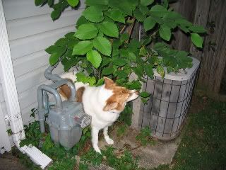 Lucy perusing