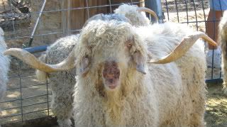 Big Horn Mohair