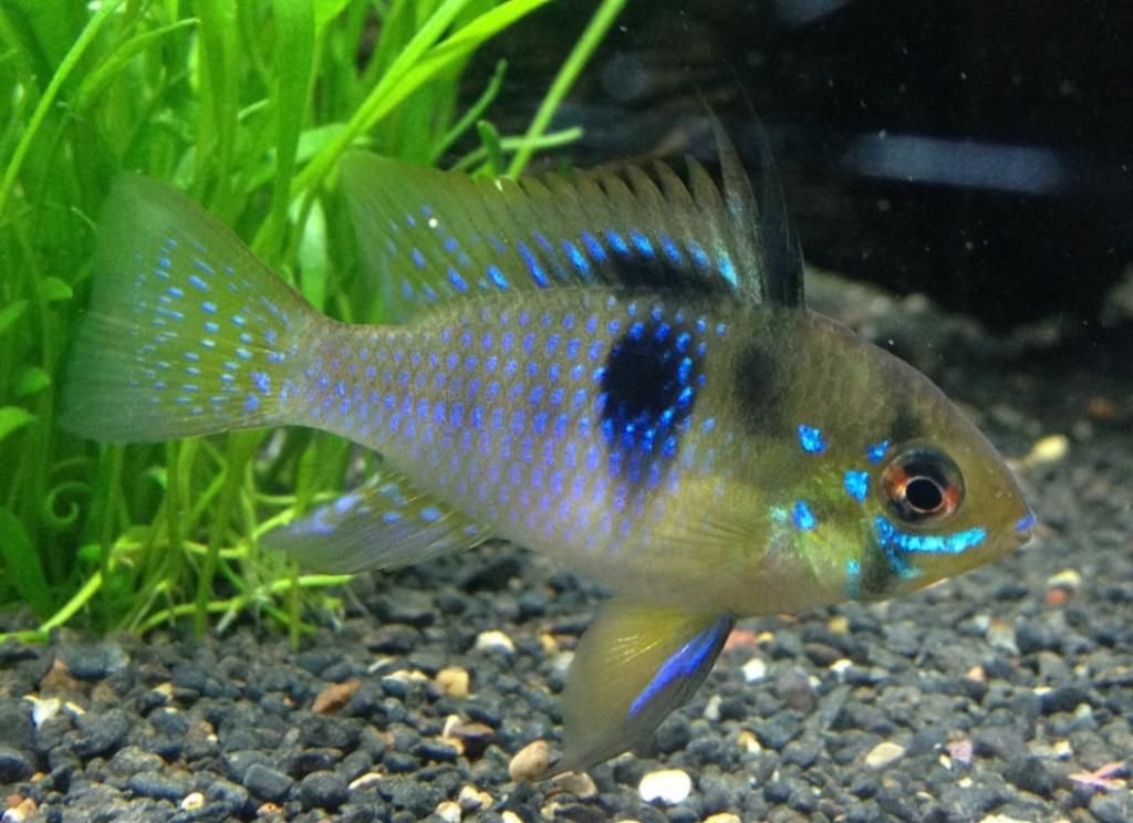 German Blue Ram White Speck On Dorsal Fin Tropical Fish Forums