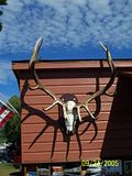 Elk Skull