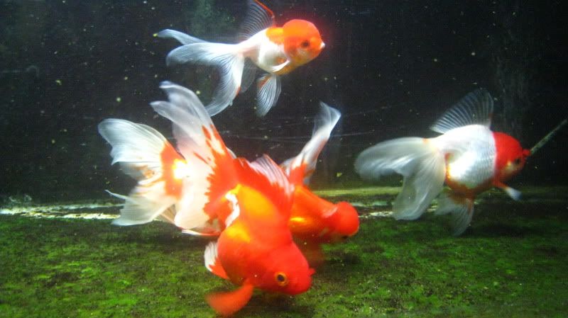 75 gallon goldfish tank