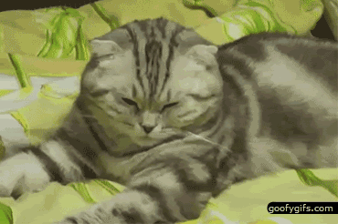 funny-animals-cat-falling-asleep.gif