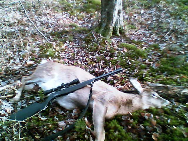 dadsdeer12-16-06.jpg