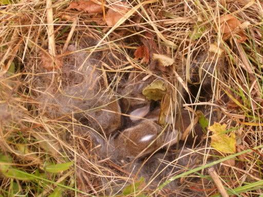 babyrabbits1.jpg
