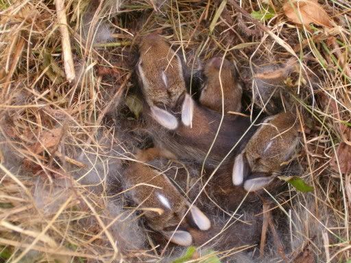 babyrabbits2.jpg