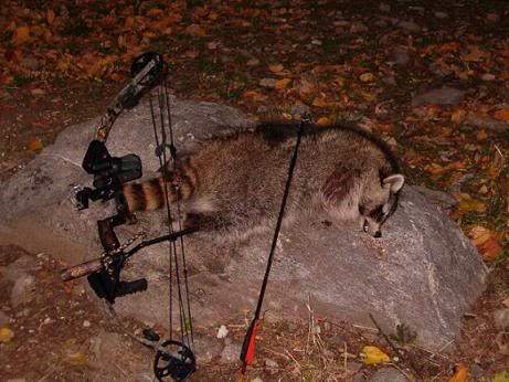 10-30-05coon.jpg