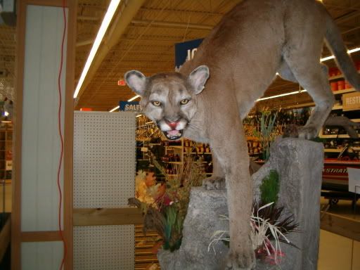 cougar2.jpg